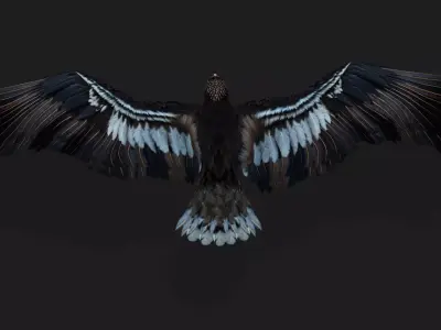 Eagle A3 Free low-poly 3D model