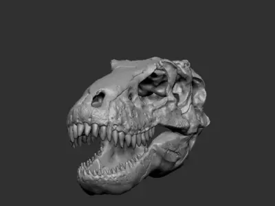 Dinosaur Skull 3D print model