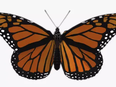 Monarch butterfly Low-poly 3D model