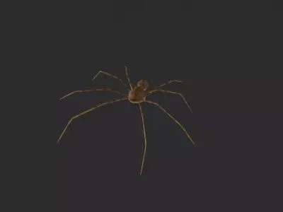3D TIGER SPIDER Low-poly 3D model