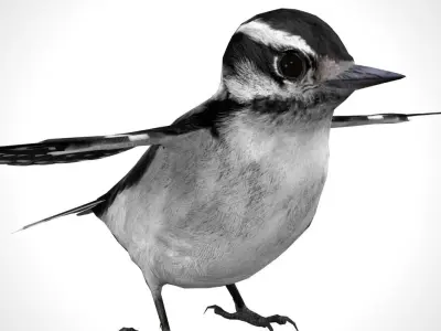 3D Bird Pack Downy Woodpecker Male and Female Low-poly 3D model