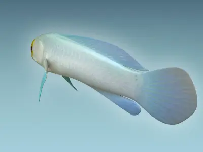 Yellow Head Fish 3D model