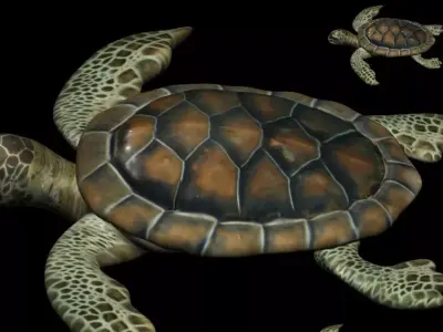 Water Turtle Low-poly 3D model