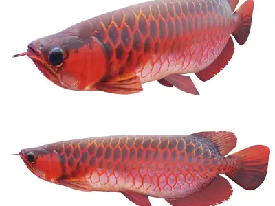 Red dragon fish Low-poly 3D model