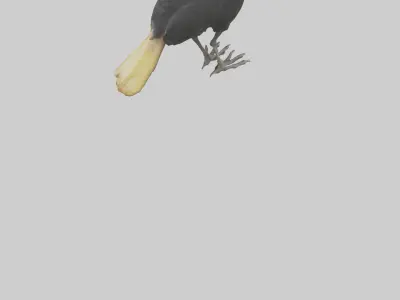 Cassowary chick exploring model 3D model