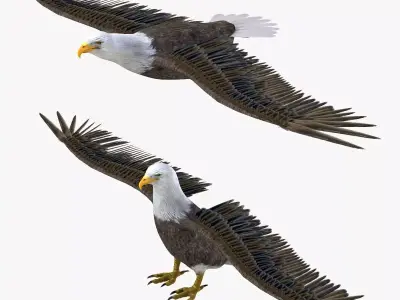 Bald Eagle 3d model Low-poly 3D model