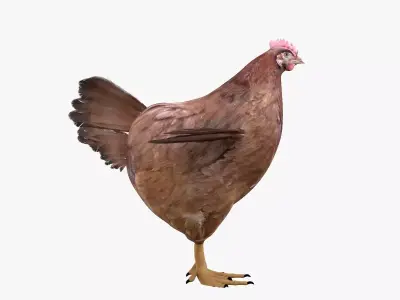 Chicken bird rigged 3d model Low-poly 3D model