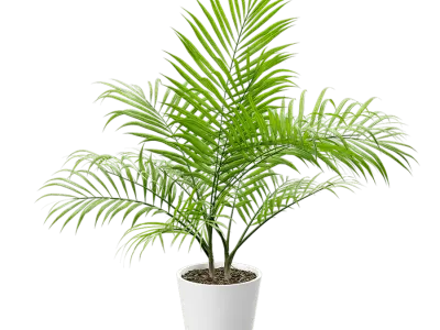  Bangalow Palm Potted Plant Model 