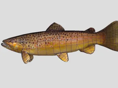 Brown Trout Realistic Animated Low-poly 3D model