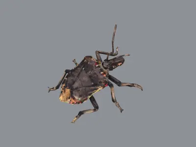 Stink bug Low-poly 3D model