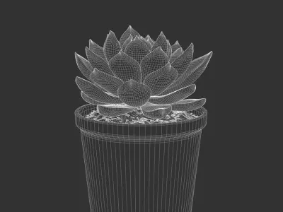  Echeveria Tippy Succulent Potted Plant Model 