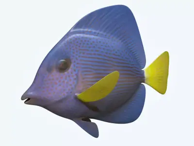 Zebrasoma Fish 4 3D model