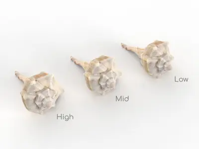 Sea shell - Scan Low-poly 3D model