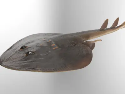 Yellow Spotted Fanray 3D model