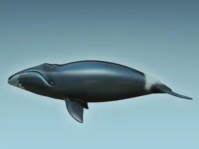 Whale Bowhead 3D model