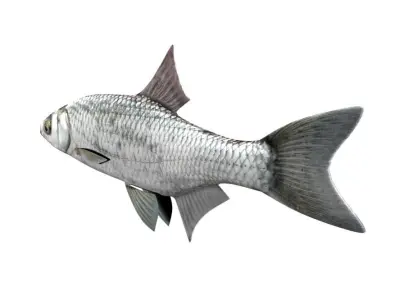 Bleak Ablet Fish Alburnus Alburnus 3D model