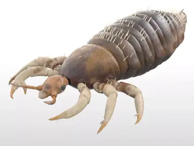 Louse insect Low-poly 3D model