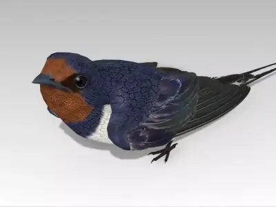 Swallow Bird Low-poly 3D model