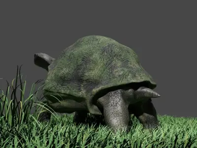 Galapagos Giant Turtle Low-poly 3D model
