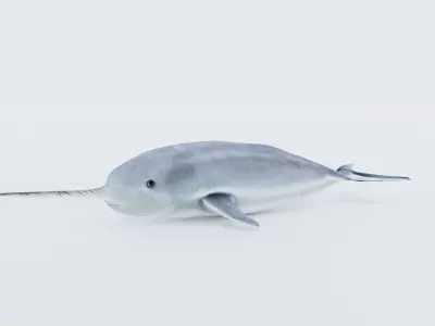 Narwhal Free 3D model
