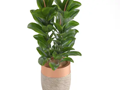 Indoor Plant Set07 3D model