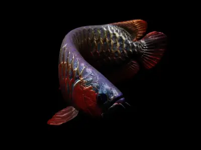Arowana dragon fish Low-poly 3D model