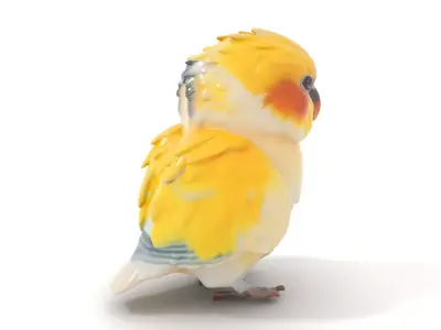 Vibrant Parakeet model pack Low-poly 3D model