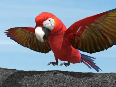 Scarlet Macaw - Animated Low-poly 3D model