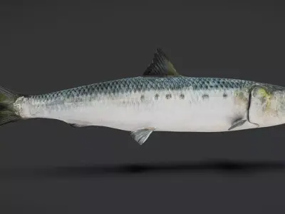 Realistic Sardine Animated 3D model