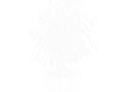  Ficus Benjamina Plant Model 