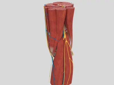 Complete Knee Anatomy 3D model