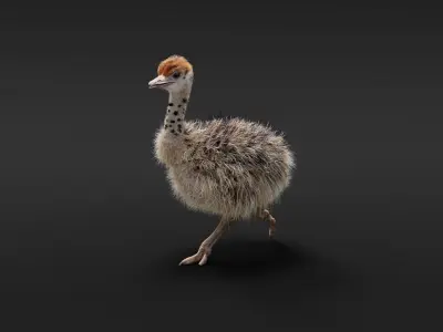 Young Ostrich Animated 3D model