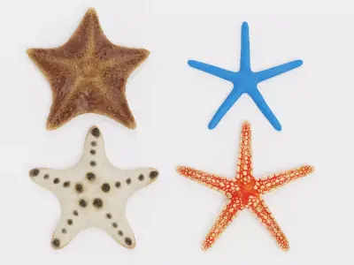 -Starfishes- 3D model