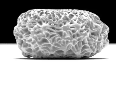 Butterfly egg 3D model