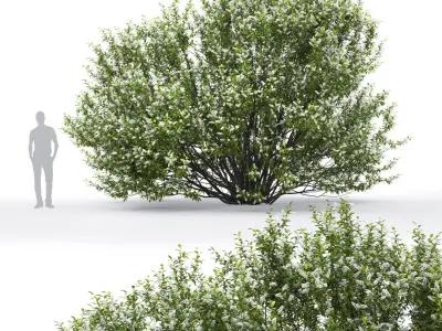 Prunus padus 02 H4m 3D model