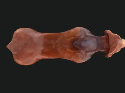 Bull india Low-poly 3D model