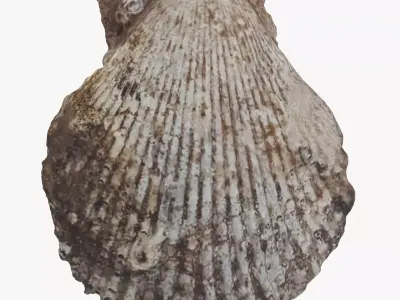 -Shell Dark- 3D model