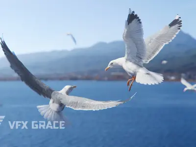 Seagull Animation - VFX Grace 3D model
