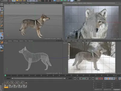 Wolf Loup Free 3D model