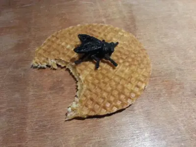 house fly Free 3D print model