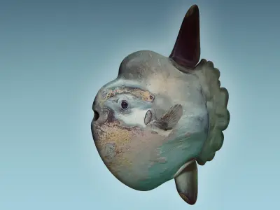 Sunfish 2 puffer fish 3D model
