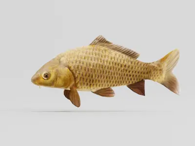 European Carp Fish Low-poly 3D model