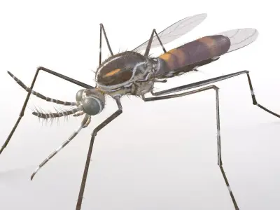 Mosquito insect Low-poly 3D model