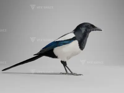 Oriental Magpie Animation - Blender 3D model