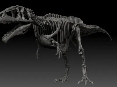 Dinosaur Giganotosaururs Full Skeletons Sculpt Project 3D model