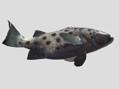 Giant Sea Bass  Realistic Animated Low-poly 3D model