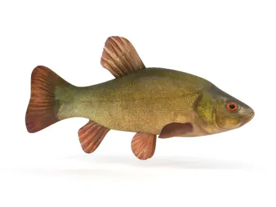 Tench Fish 3D model