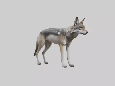 Mexican Wolf Low-poly 3D model