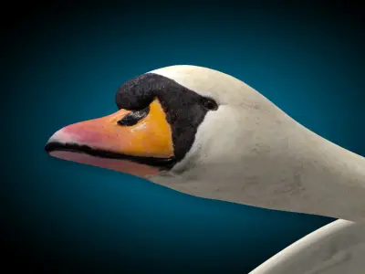 Swan  Flying 3D model