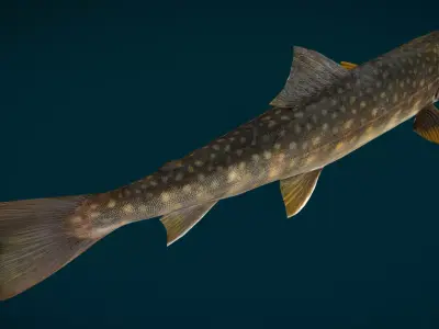 Lake Trout Fish Animated Low-poly 3D model